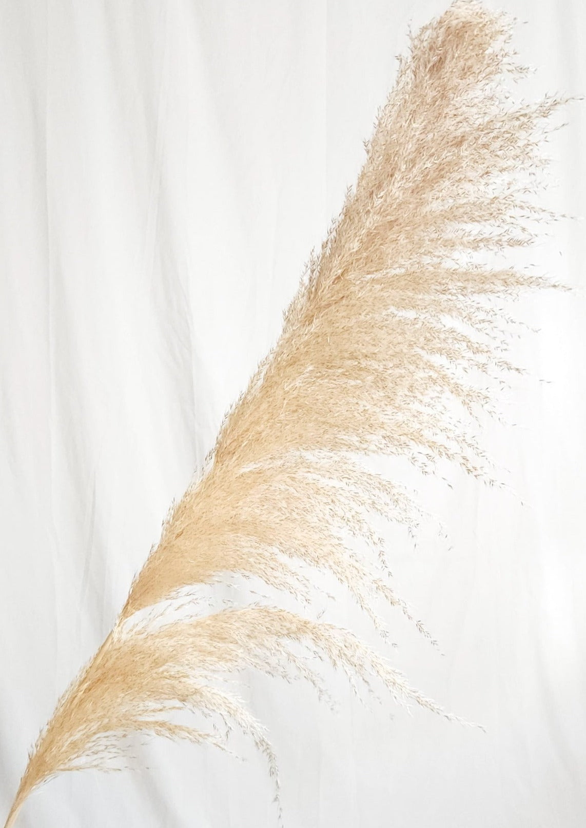 Dried Large Natural Boho Pampas Grass with Extension Rods - Set of 3 | Dusk & Bloom