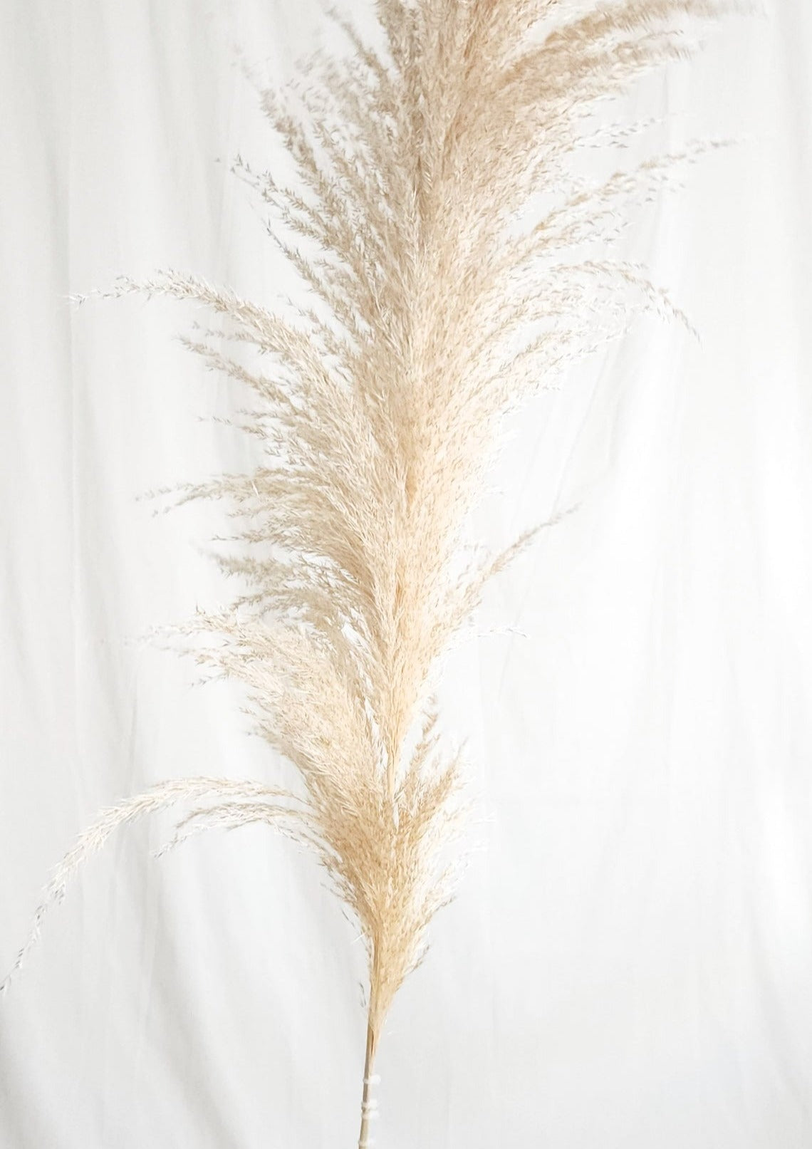 Dried Large Natural Boho Pampas Grass with Extension Rods - Set of 3 | Dusk & Bloom