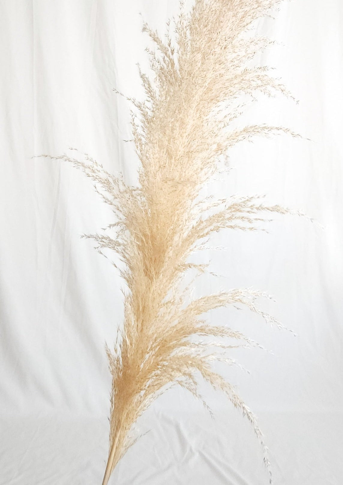 Dried Large Natural Boho Pampas Grass with Extension Rods - Set of 3 | Dusk & Bloom