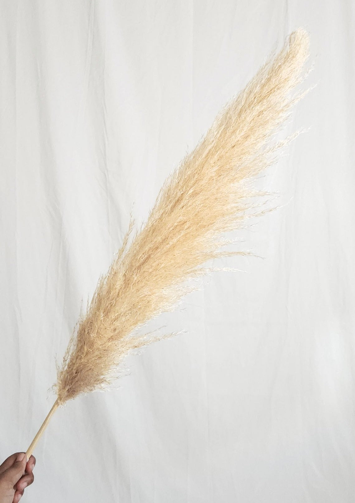 Dried Large Natural Boho Pampas Grass with Extension Rods - Set of 3 | Dusk & Bloom
