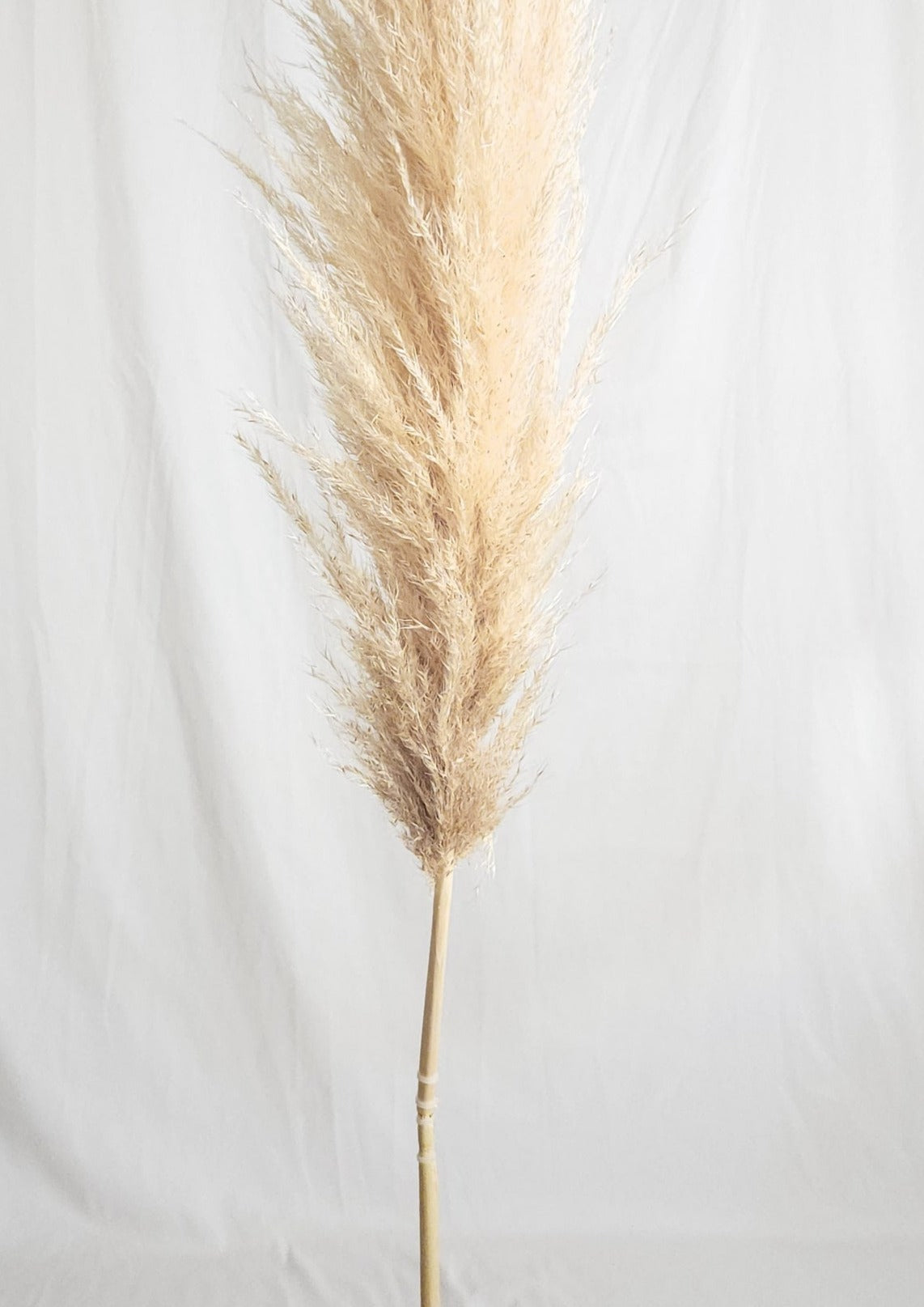 Dried Large Natural Boho Pampas Grass with Extension Rods - Set of 3 | Dusk & Bloom