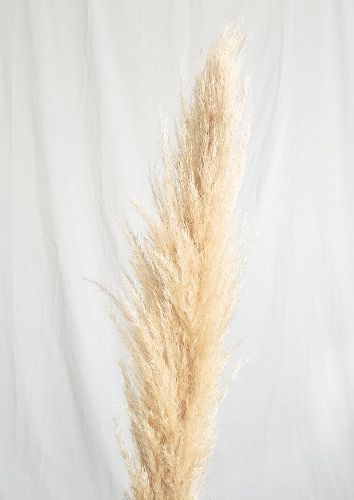 Dried Large Natural Boho Pampas Grass with Extension Rods - Set of 3 | Dusk & Bloom