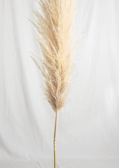 Dried Large Natural Boho Pampas Grass with Extension Rods - Set of 3 | Dusk & Bloom
